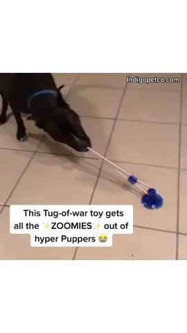 Press the link in our bio to shop our Tug of war Dog Toys! #fyp #dogtoy #tugtoy #tugofwar #dogs #indigopetco