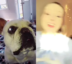#duet with @montana.savannah hope u like my pet lol. #frenchbulldog