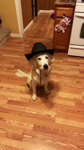 Stickem up #cowboy #shootout #foryoupage #wildwest #goldenretrieverlife #dogsoftiktok #dogs #puppy #wildwestshootout #western #cute #cuteaf #dogmeme
