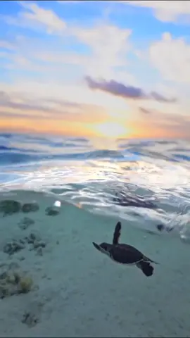#nadando #tortugabebe #bajoelagua #underwater #fish #lake #eluniversodelospeces #nature #life #naturaleza