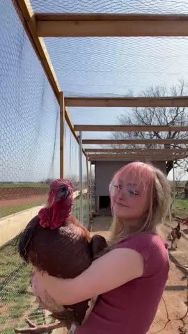 I wanted to use this sound so badly 😂 This is Red, Red is pet, not food 😌💖🦃  #turkey #smell #farm #cataleah