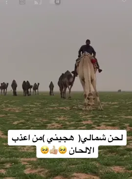 #هجيني_بدوي