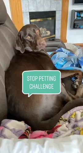 Keep the scratches comin #stoppettingchallenge #chocolatelab #dogsoftiktok #puppy #labrador #puppytiktok #dog #pets #stoppettingyourdogchallenge #fyp