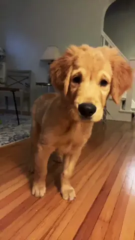 Gimmie dat toy muuum! 💙🐶 #puppytiktok #goldenretriever