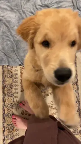 Plzzzzzzz #puppiesoftiktok #SourPatchPrankFund #puppytiktok #goldenretriever #goldenretrieversoftiktok