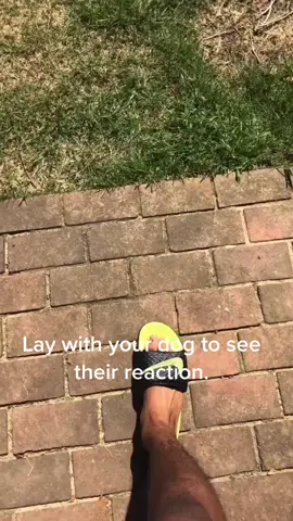 #fyp lay with your dog to see their reaction #pitbullpuppy #pittiesoftiktok #earthing