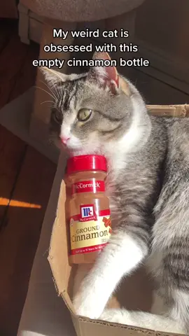 @mccormickkitchens sponsor us? #FindYourCore #catsoftiktok  #winston #fyp #cinnamon