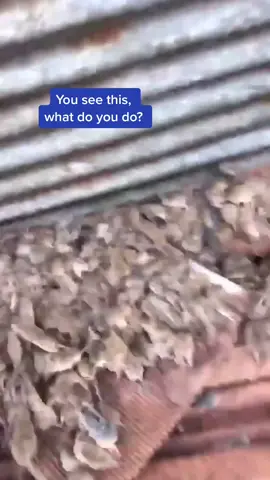 Looking for cats to hire (🎥: Brody Roche via Storyful) #mice #rats #infestation #australia #nightmare #tiktokanimals