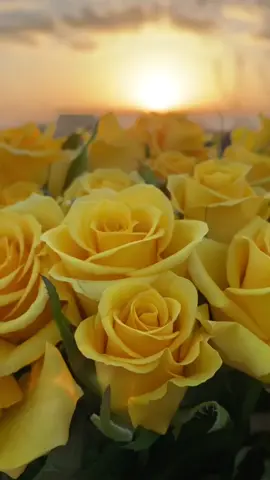 🌹@gulsepeti0101 🌹