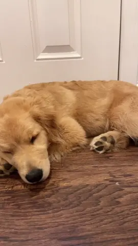 Before I go to bed... #puppiesoftiktok #YasClean #puppytiktok #FindYourCore #goldenretriever