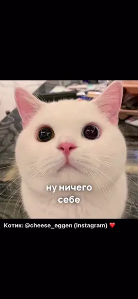 Попался? 😺 Герой комикса: ✨cheese_eggen (ig)✨