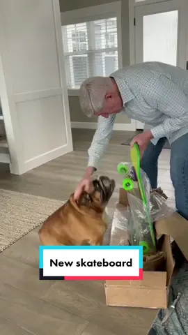 Poking a little fun at Chowder’s intense ways when it comes to his skateboard 😂. #dogsoftiktok #skate #bulldogs #givethanksnotpranks #PetsOfTikTok