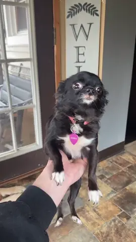 Puddin Is What..... 😳 #foryou #foryoupage #feature #featureme #pets #dogs #tiktok #YasClean