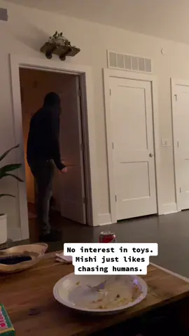Cat chasing after human. #kittensoftiktok #cats #catsoftiktok #bestfriendgoals