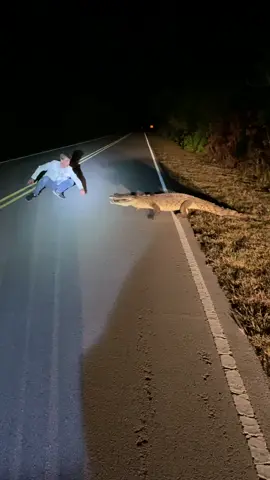 WOW 🤩🐊 got to witness this AMAZING American Crocodile crossing a busy roadie SoFlo. Absolutely unreal. #fyp #animals #florida #crocodile