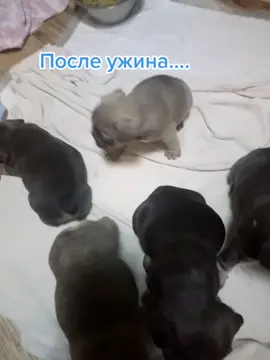 #бульки #французики #щенкифранцузики #лайкнименя #puppylove #щенкифранцузкогобульдога #frenchbulldogpups