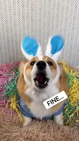 Can any animal lay eggs? Asking for a friend #dogsoftiktok #happyeaster #bunny #holiday