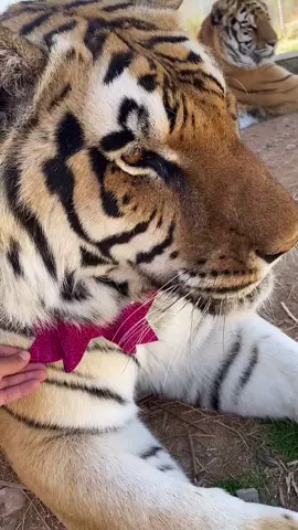 Zion with a bow tie! #boys #lizzo #cute #animals #zion #tiger #lemur #hyena
