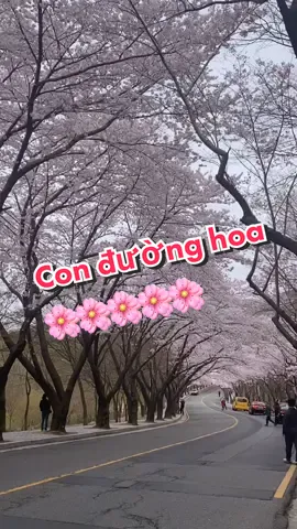 Mọi người đi xem hoa ở đây chưa? #fyp #spring #cherryblossom #팔공산 #대구 #경산 #벚꽃