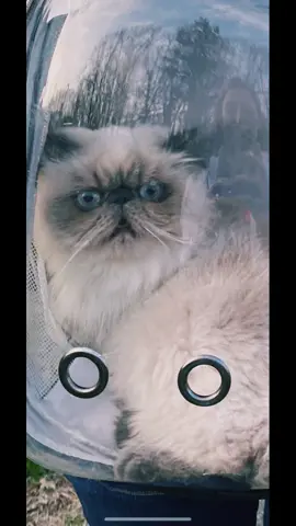 Turns out Ginger is not a fan of the #catbackpack