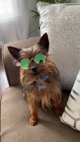 #dog#fyp #viral