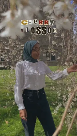 🌸 #cherryblossom