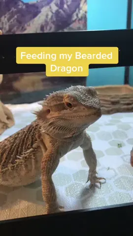 He’s Hungry for more #beardeddragon #cute #feedingpet #GetCrocd #GoForTheHandful