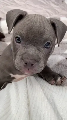 #puppy #bluenose #pitbull #exoticbully