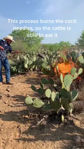Burning cacti needles for cattle to eat. Leave any questions in comments. Please like and follow. #fyp #ranch #cattle #educational