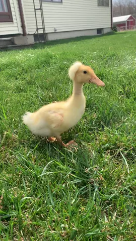This is Popcorn 😍😍 #createdduck #popcorn #Love #youngsfarm #fyp #ducklife #animalsoftiktok #farmer #homesteading