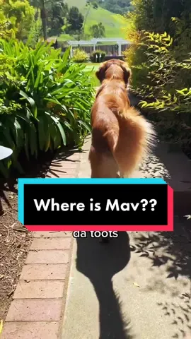 Guess in da commentz (if u want lol) #whereishe #guessinggame #dogsoftiktok #foryoupage #goldenretrieverlife #adventure #GetCrocd #AerieREAL #lol