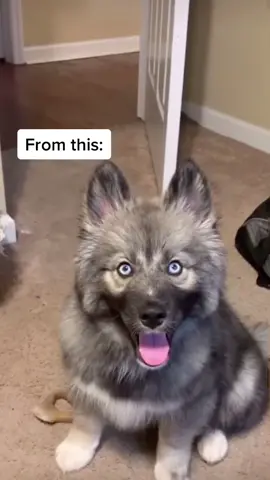 #fyp #TechTokTips #AirPodsJUMP #LiveForTheChallenge #husky #pets #dogs #body