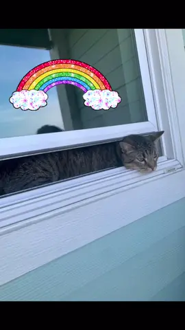 #catsoftiktok #fyp #cats #rainbow