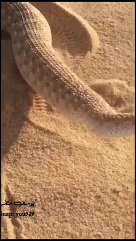 #حيوانات#ثعبان#snake #السعودية#القصيم #رعب