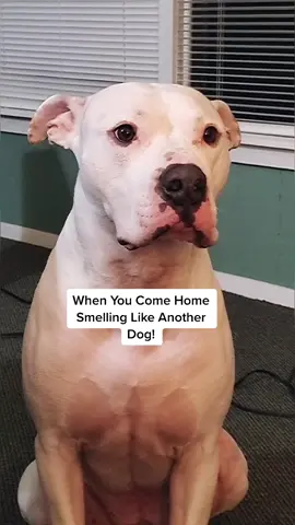 When you come Home Smelling like Another Dog #fyp #talkingdogs #bullybreed #americanbulldog #laugh #funny #funnyvideos #funnydogs #bigdogs