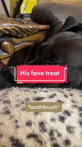 Love doggie challenges #AerieREAL #GetCrocd #GoForTheHandful #fyp #trending #dogsvideo #pitbull #dogchallenge #dog