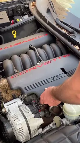 #corvette #rat #nest #cars #fyp #babys #beer