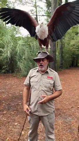 Glad I had that hat on 😳 those talons are intense 😬 #birdsoftiktok #eagle #LearnOnTikTok