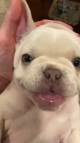 My puppy stole my heart and changed my life! #puppylove #frenchie #gordonthefrenchie #whitefrenchbulldog
