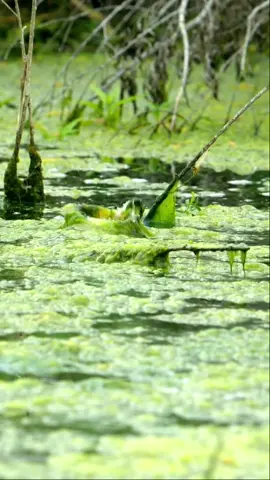Spring time is here 🐸 #thefishwhisperer #fish #fishing #bassfishing #frog #fyp
