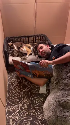 This is not normal #fyp #foryou #foryoupage #catsoftiktok #trending #PetsOfTikTok