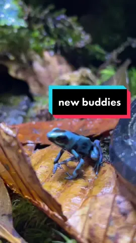 piaraan baru cek #TepungBumbuBervitamin #RaihIkhlasChallenge #fyp #reptiletopia #frog #dartfrog #poisondartfrog #xyz #xyzabc #bca #abc #fypシ #warga62