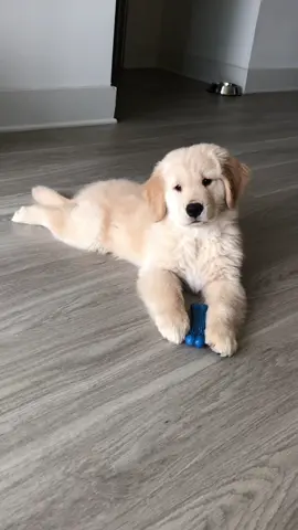 He’s grown up so much in just 1.5 months 🥲🥺 #goldenretriever #dogsoftiktok #ItsOurHome #puppy #puppiesoftiktok #goldenretrieverlife #cute