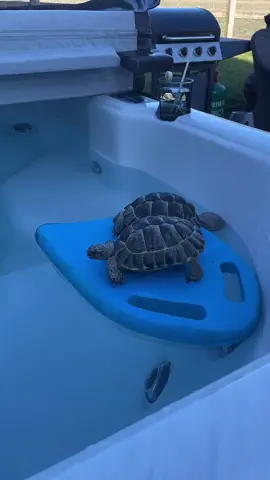 Tortoises on holiday #viral #fyp #tortoise #cutetortoise #pettortoise #reptile #funny