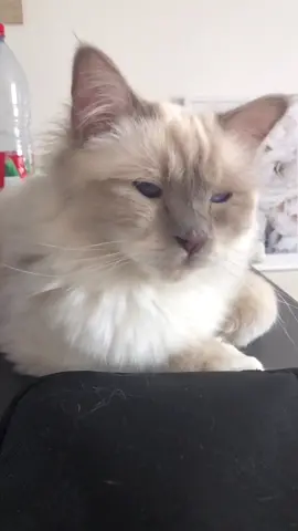 Rodrigo Top Meowdel 😎😹 #Soseductive #catsoftiktok #fy #birmancat #foryou #fluffy #cute #viral