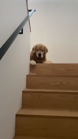 #goldenretriever #tiktokpup #grumpydog #butfirstcoffee