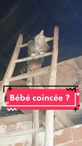 Elle est infernale ! #bebecrazycat  #funnycat #bétise