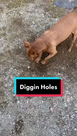 NEVER dug a hole before.