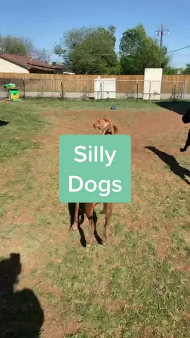 Some happiness boost #dog #funnydog #ItsOurHome #dogsoftiktok #trickingdog