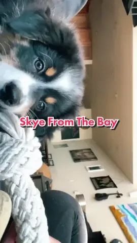she noticed herself on camera and her curiosity got to her 😍 #dogsoftiktok #newpuppy #skyefromthebay #foru #fyp #ItsOurHome #dogsfunny